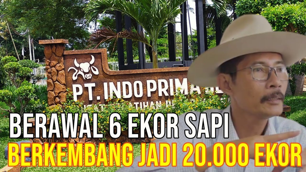 
                                 Feedloter-Indo-Prima-Beef-Lampung-Sukses-Pelihara-20.000-Sapi